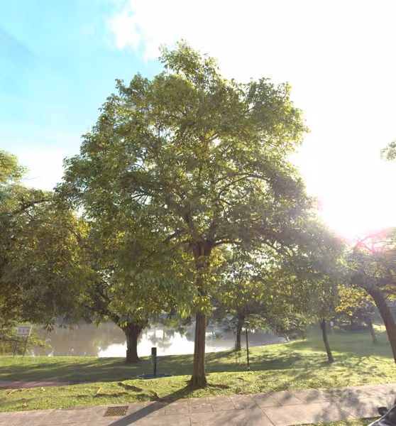 tree photo