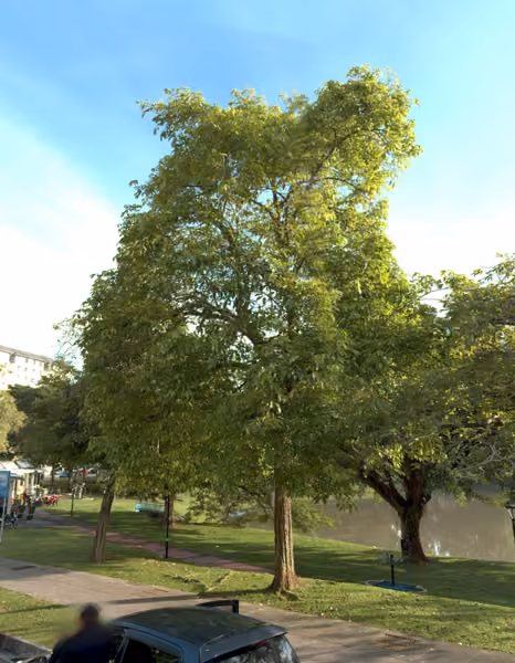 tree photo
