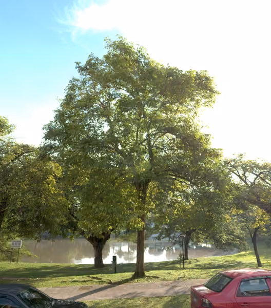 tree photo