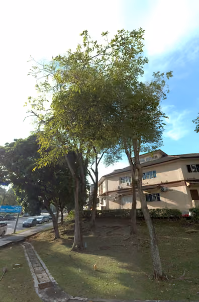 tree photo