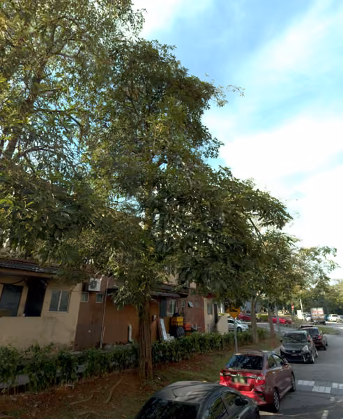 tree photo