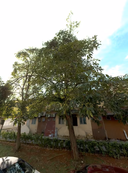 tree photo