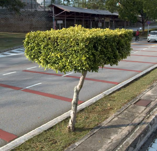 tree photo