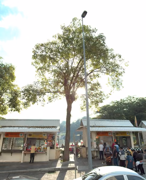 tree photo