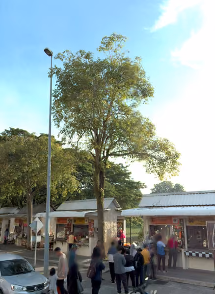 tree photo