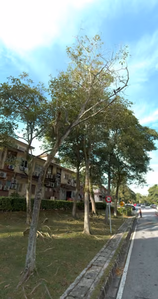 tree photo