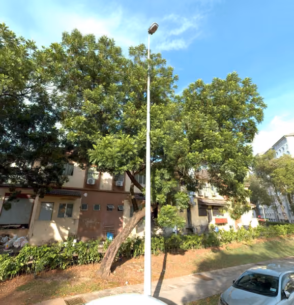 tree photo
