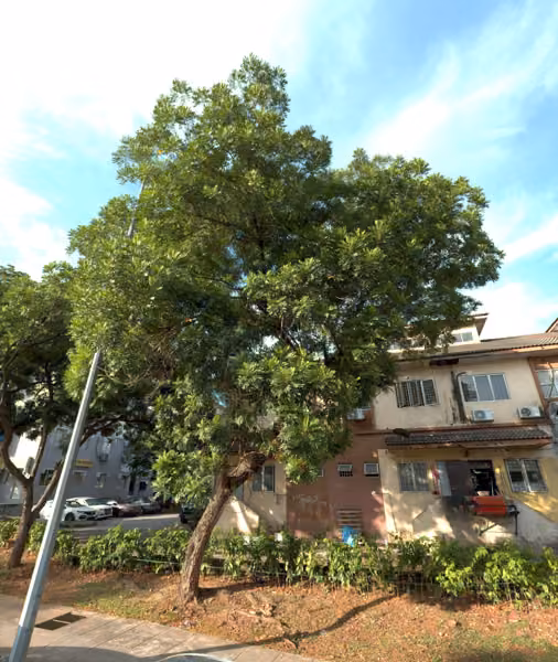 tree photo