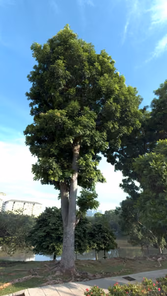 tree photo
