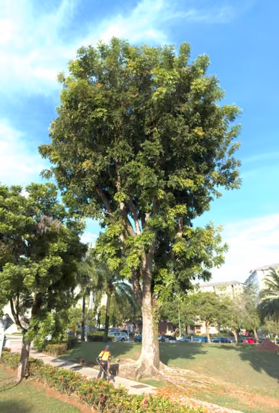 tree photo