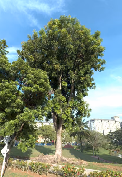 tree photo