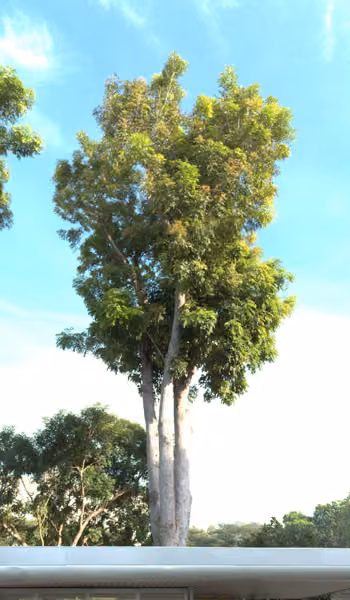tree photo