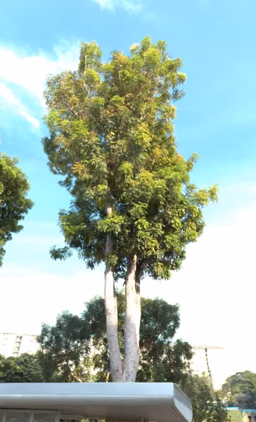 tree photo