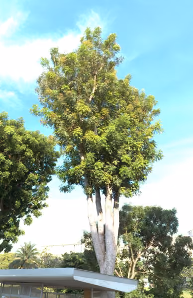 tree photo