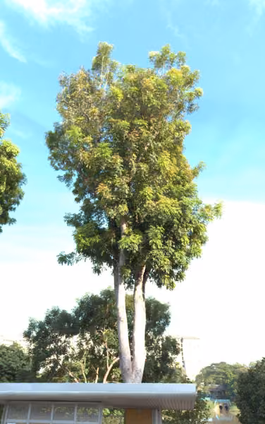tree photo