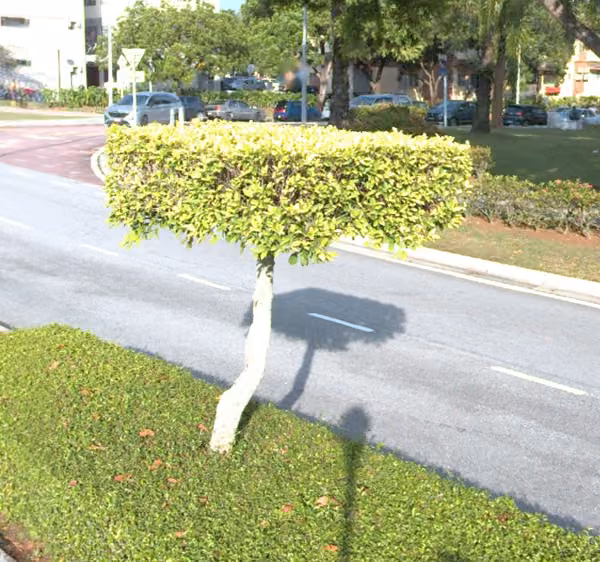 tree photo