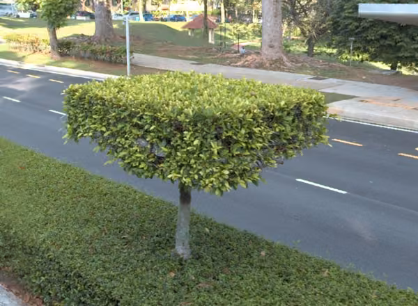 tree photo