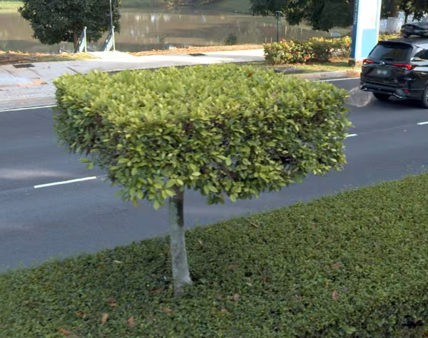 tree photo