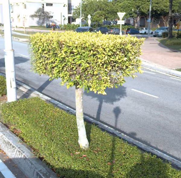 tree photo