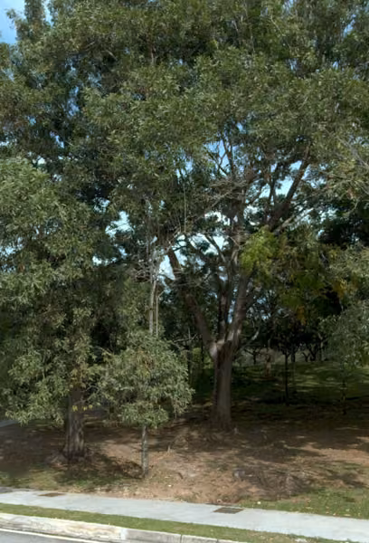 tree photo