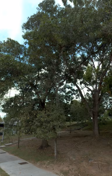 tree photo