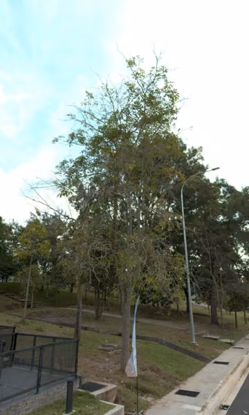 tree photo