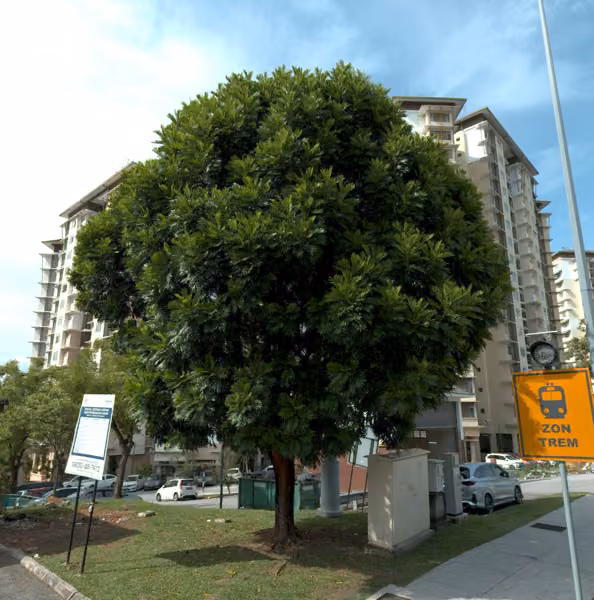 tree photo