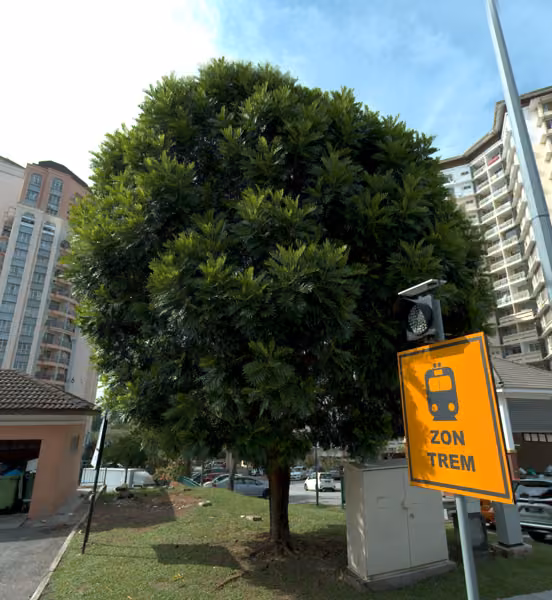 tree photo