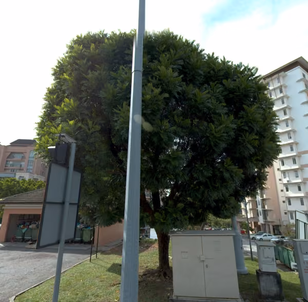 tree photo