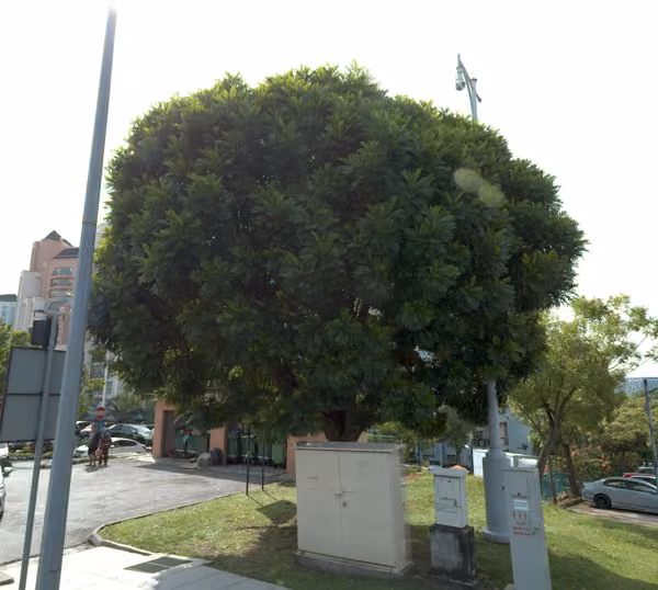 tree photo