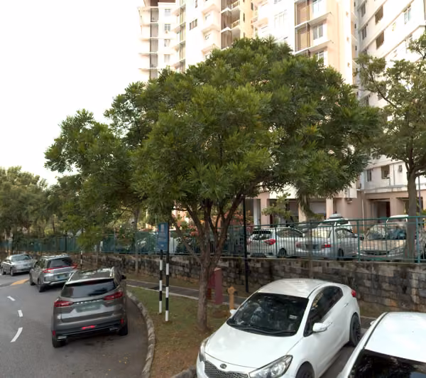 tree photo