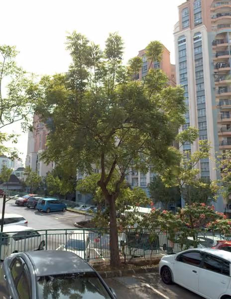 tree photo