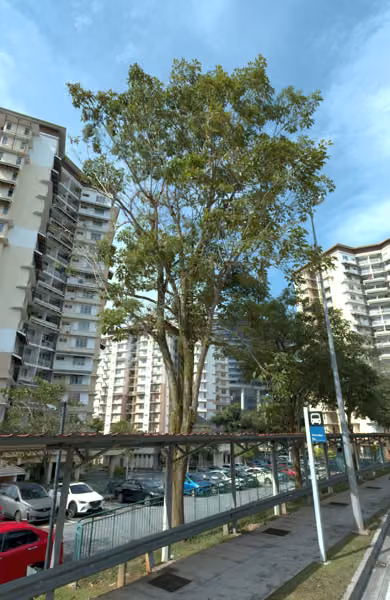 tree photo