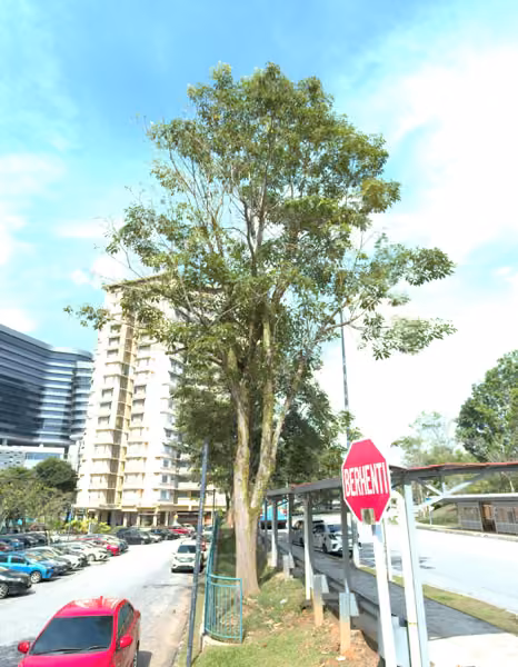 tree photo