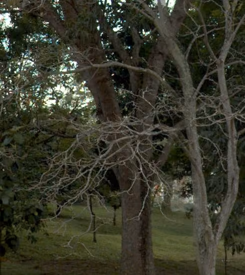 tree photo