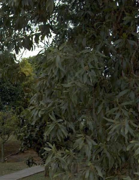 tree photo