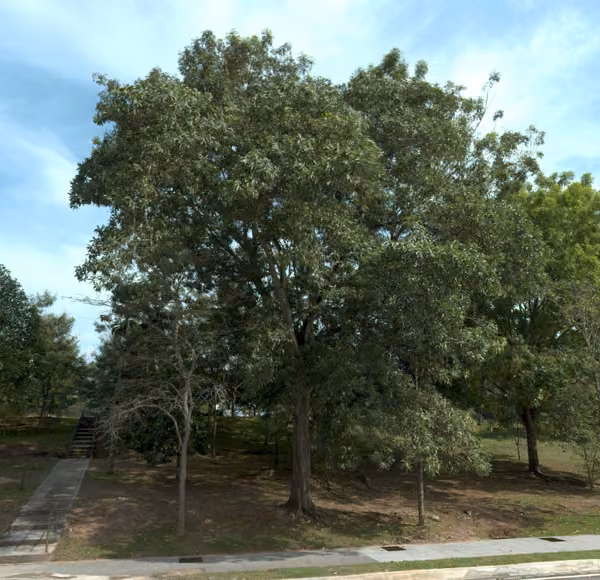 tree photo
