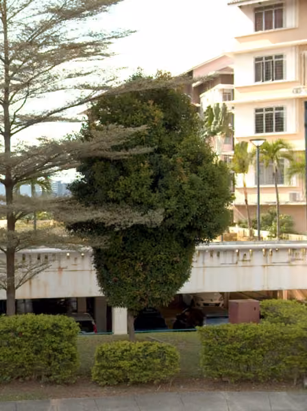 tree photo