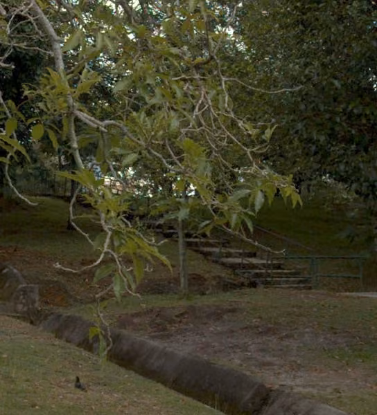 tree photo