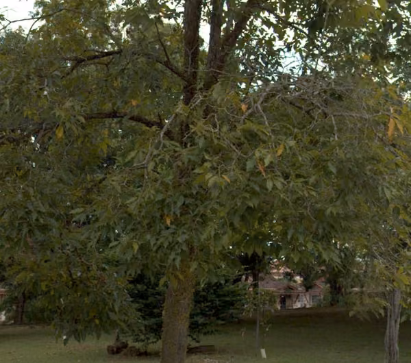 tree photo