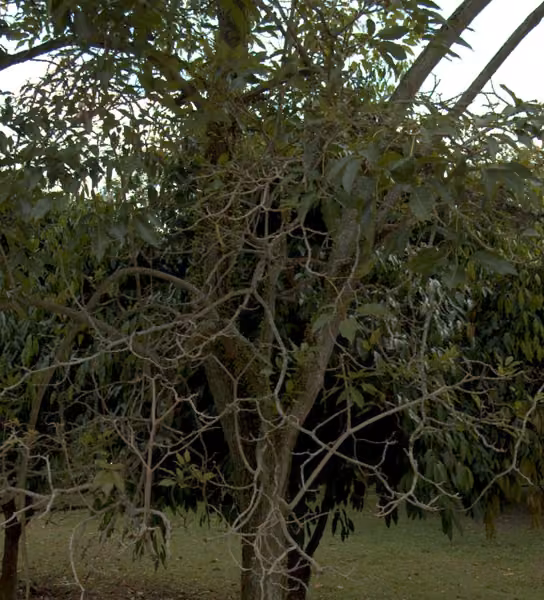 tree photo