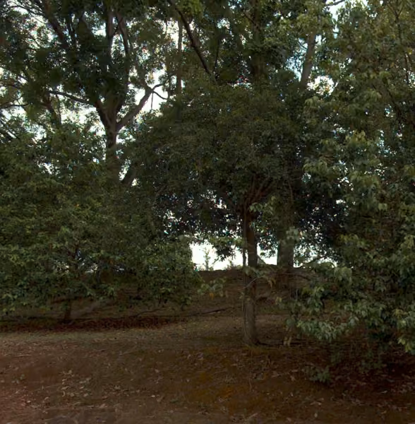 tree photo