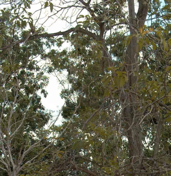 tree photo