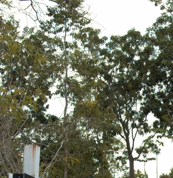 tree photo