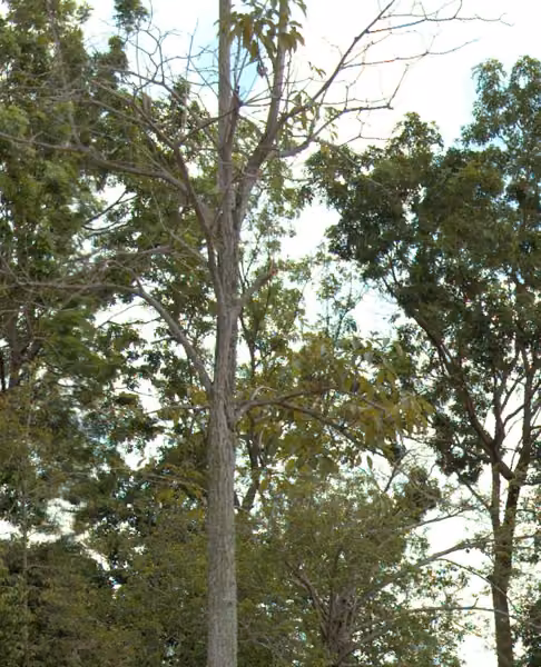 tree photo