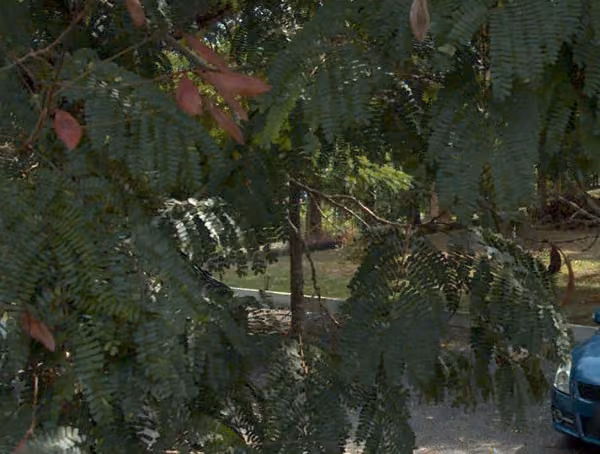 tree photo