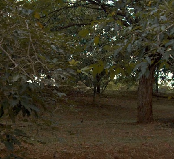 tree photo