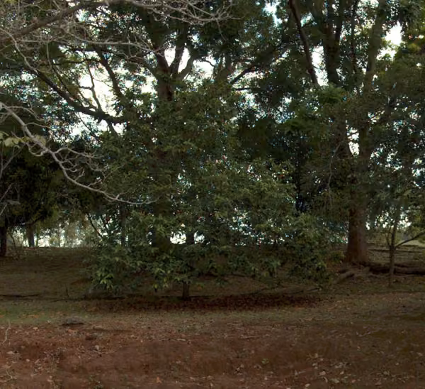tree photo