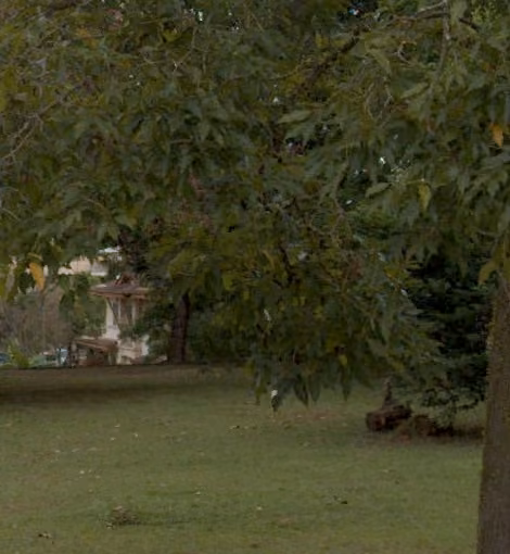 tree photo
