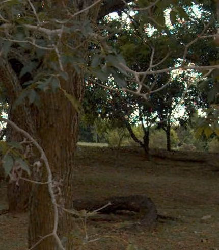 tree photo
